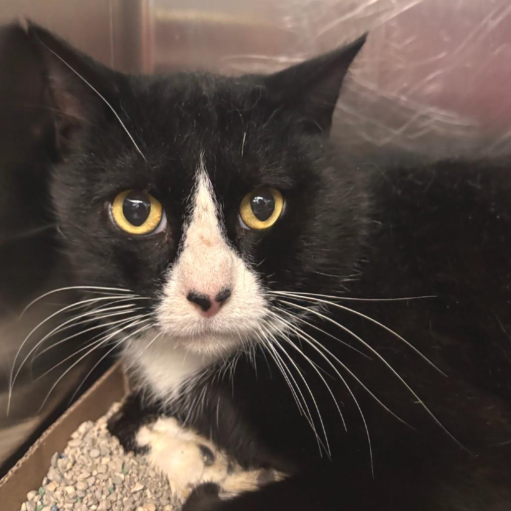 Kronk, Adoptable, Adult Male Domestic Short Hair.