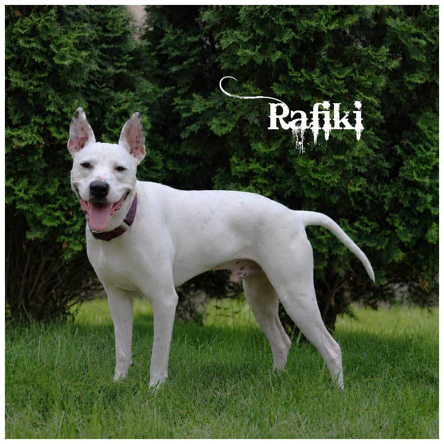 Rafiki, Adoptable, Young Male Terrier.