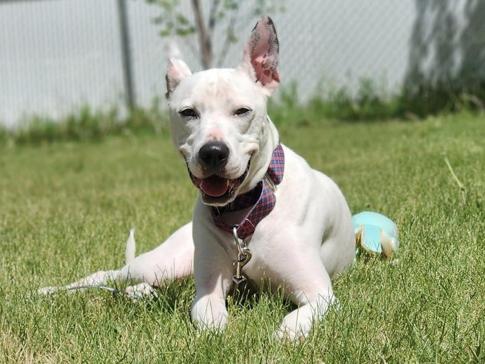 Enlarge Rafiki, a Adoptable mixed breed in Sioux Falls, SD image 5/6