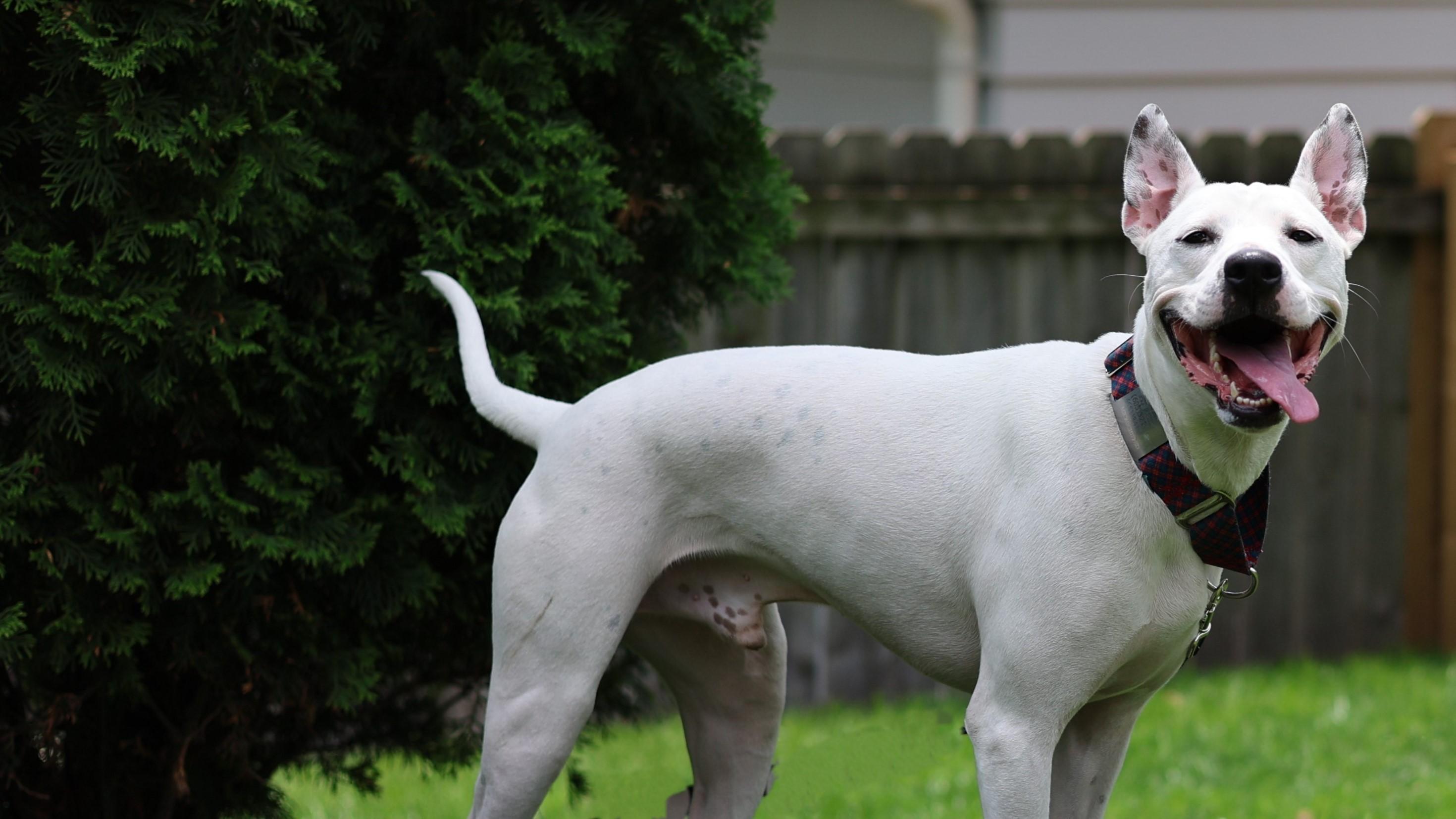 Enlarge Rafiki, a Adoptable mixed breed in Sioux Falls, SD image 2/6