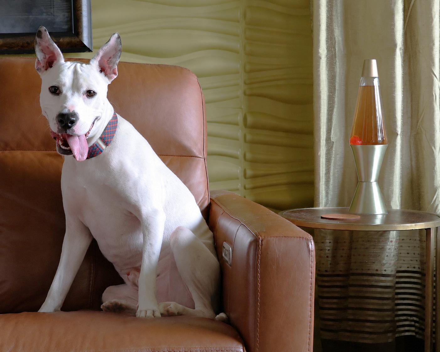 Enlarge Rafiki, a Adoptable mixed breed in Sioux Falls, SD image 3/6