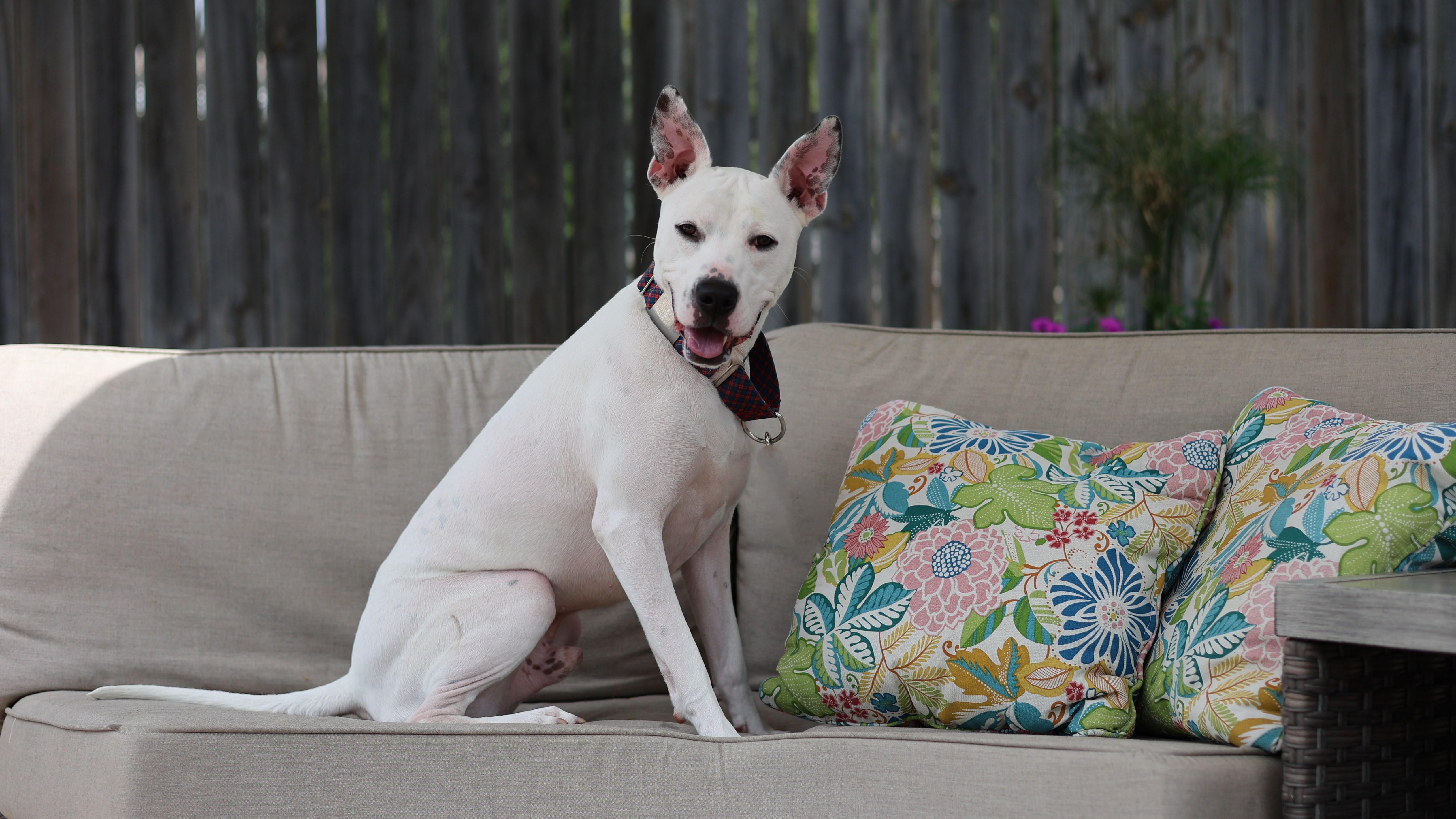 Enlarge Rafiki, a Adoptable mixed breed in Sioux Falls, SD image 4/6