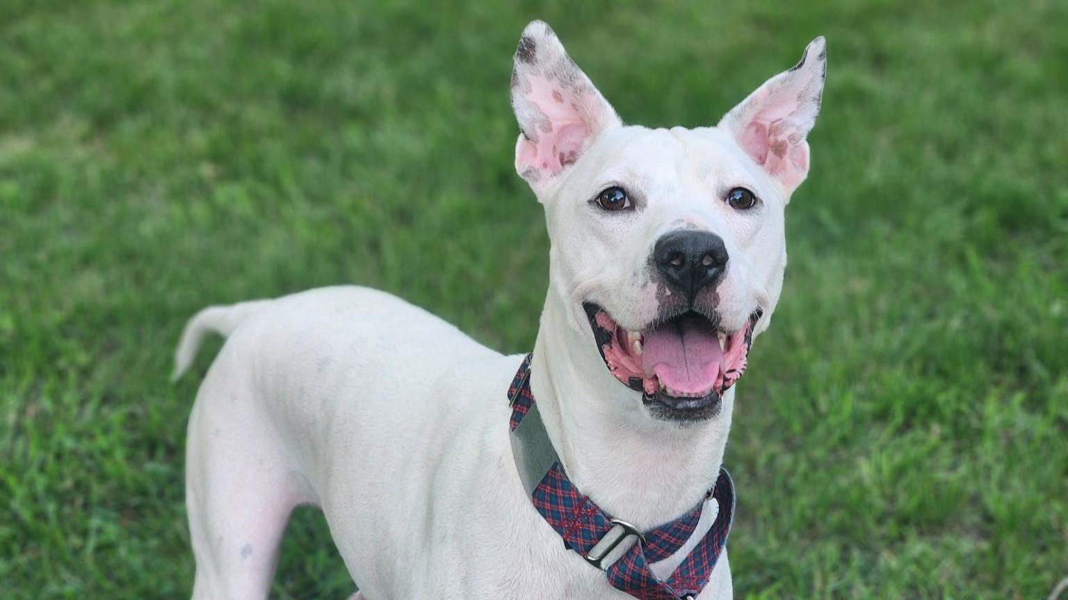 Enlarge Rafiki, a Adoptable mixed breed in Sioux Falls, SD image 6/6