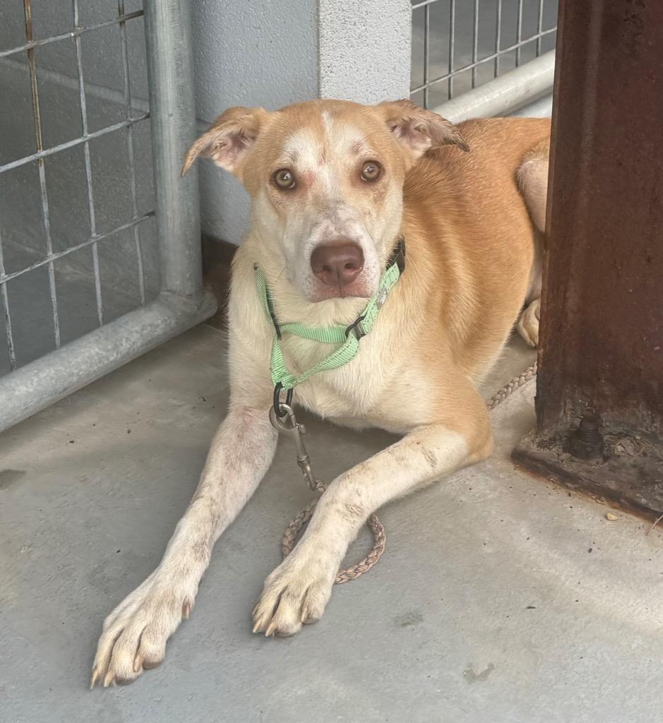 Enlarge Owen, a Adoptable mixed breed in Luling, TX image 2/2