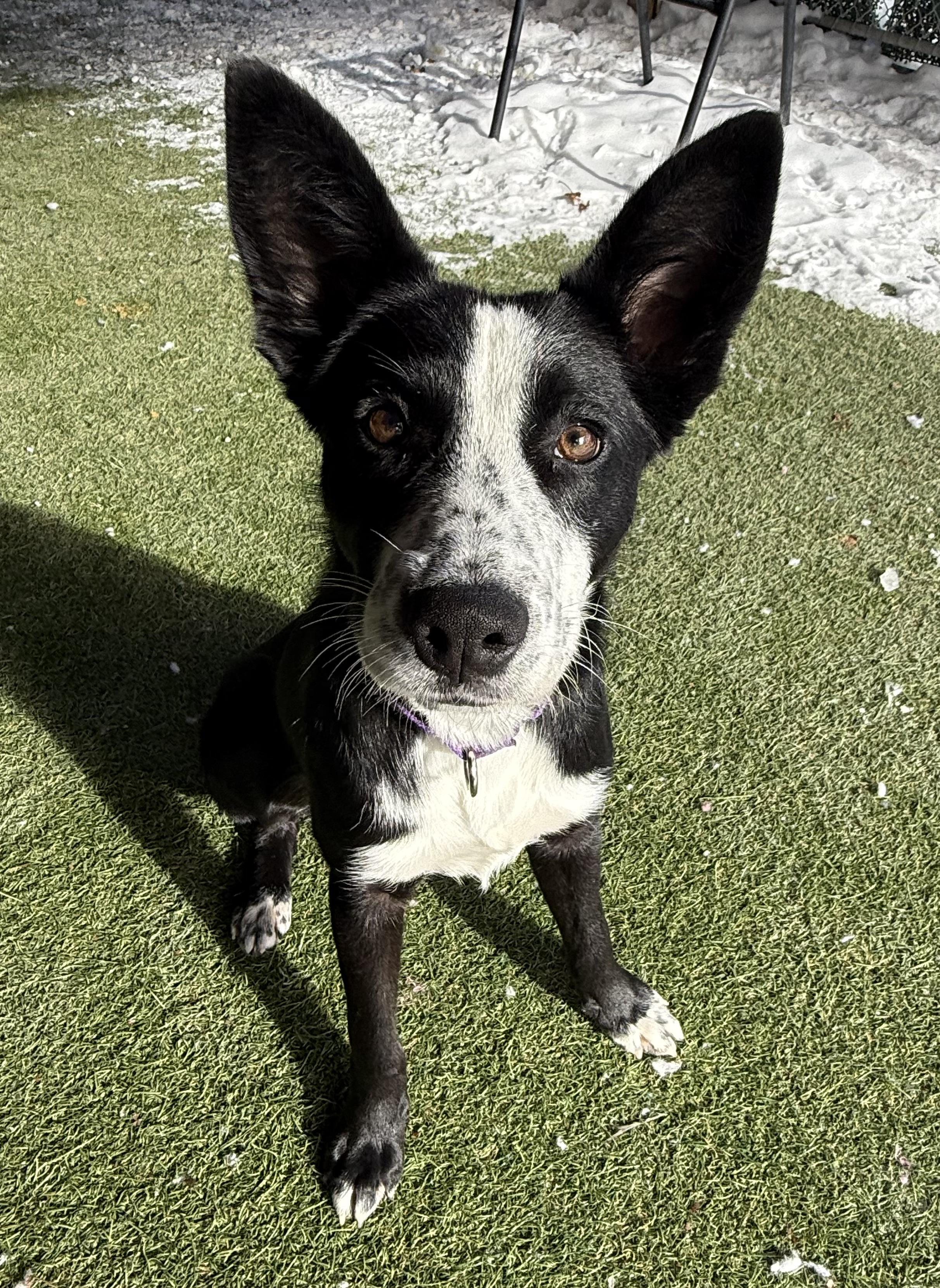 Enlarge Petunia, an adopted mixed breed in Sudbury, MA image 5/6