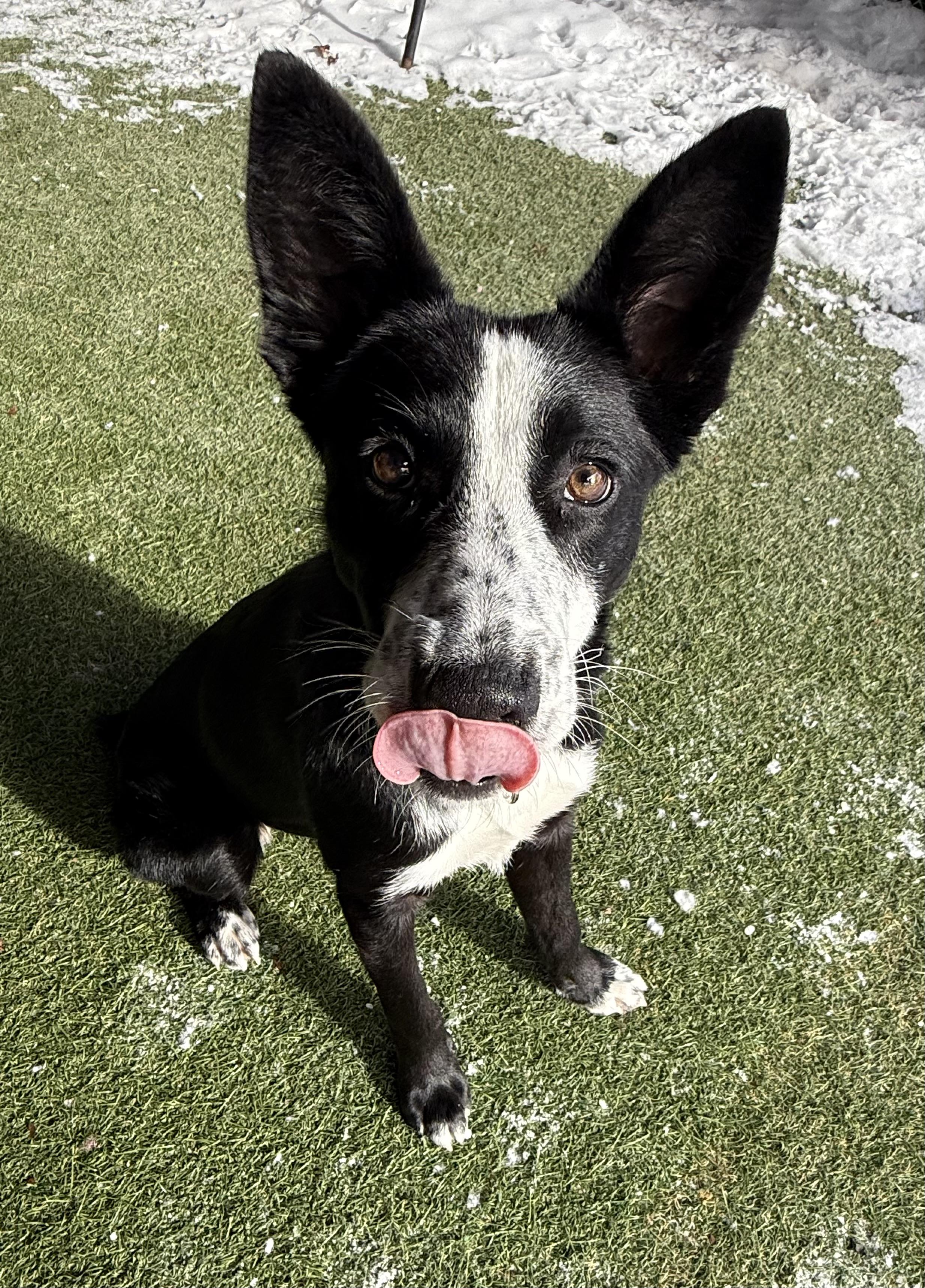Enlarge Petunia, an adopted mixed breed in Sudbury, MA image 3/6