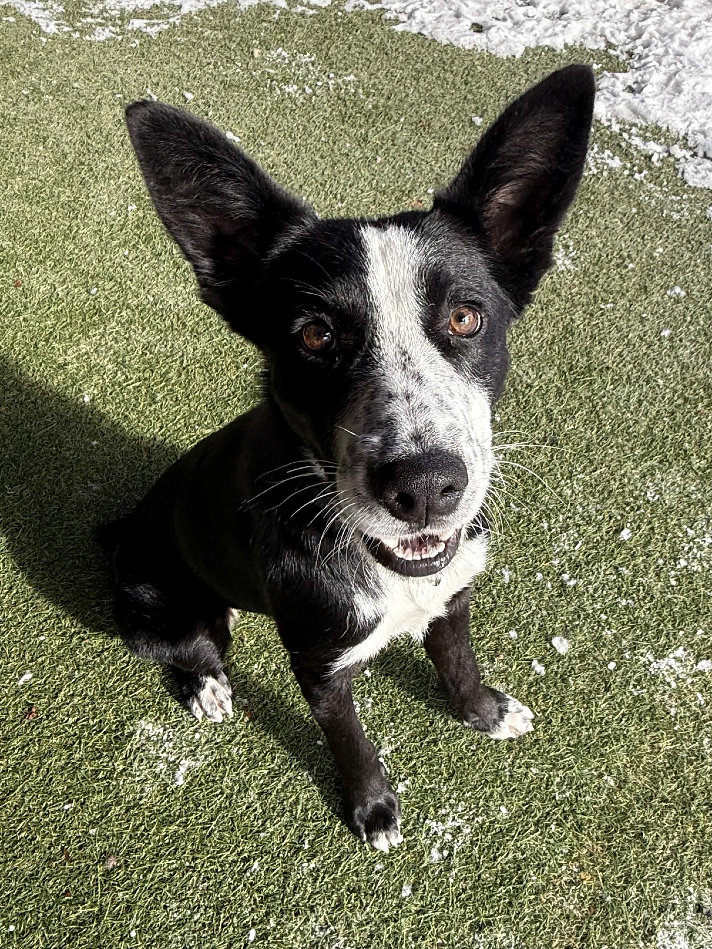 Enlarge Petunia, an adopted mixed breed in Sudbury, MA image 6/6
