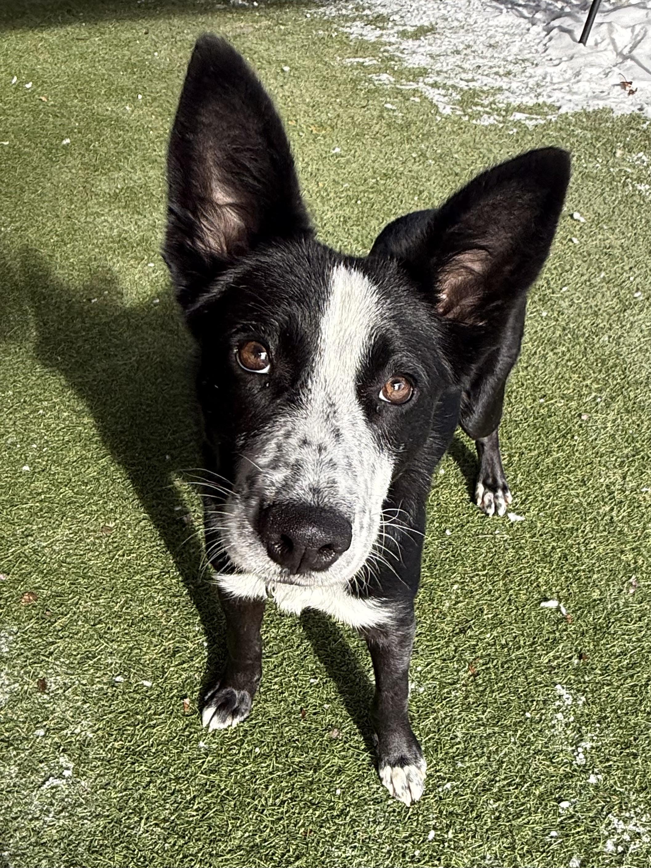 Enlarge Petunia, an adopted mixed breed in Sudbury, MA image 4/6