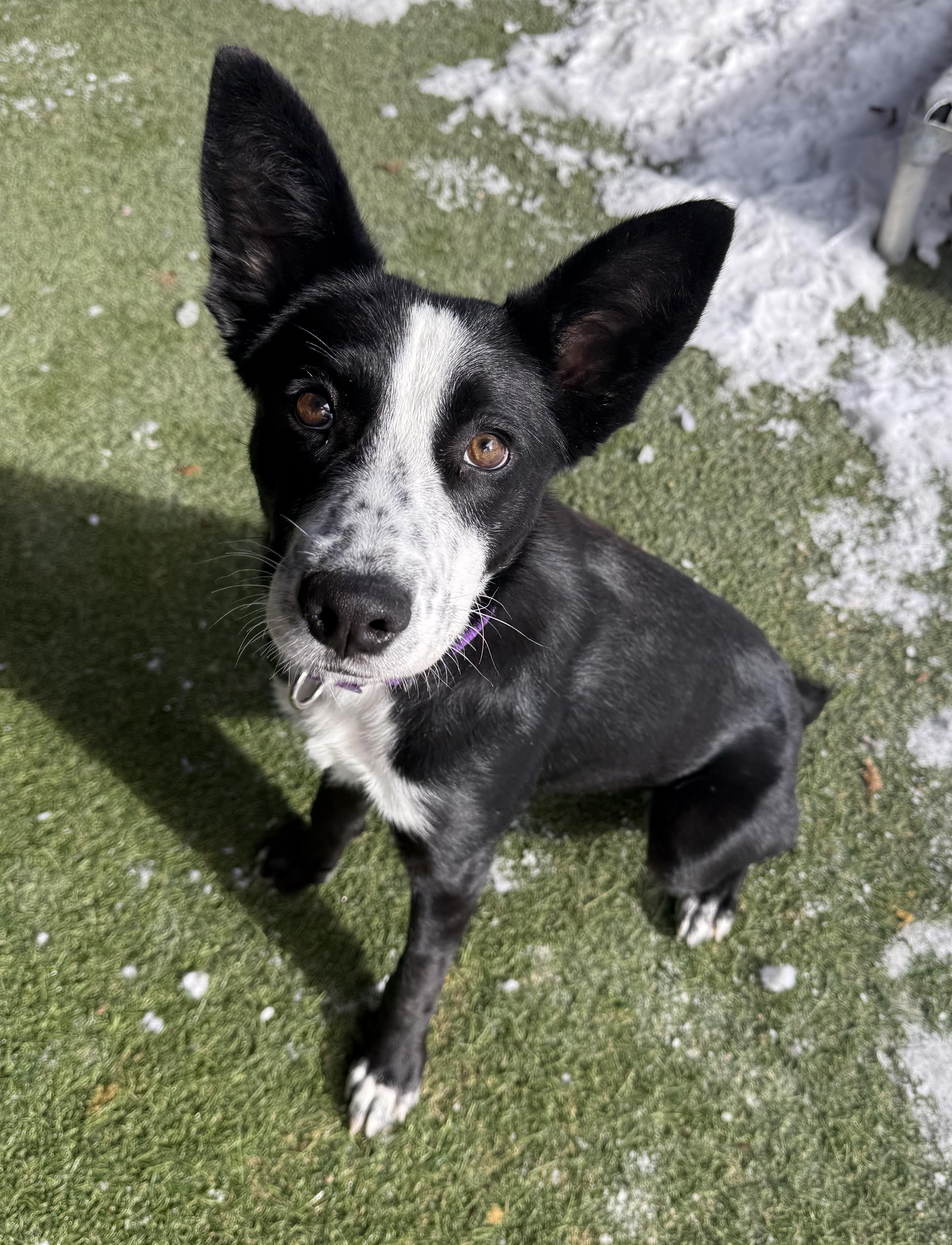 Enlarge Petunia, an adopted mixed breed in Sudbury, MA image 2/6