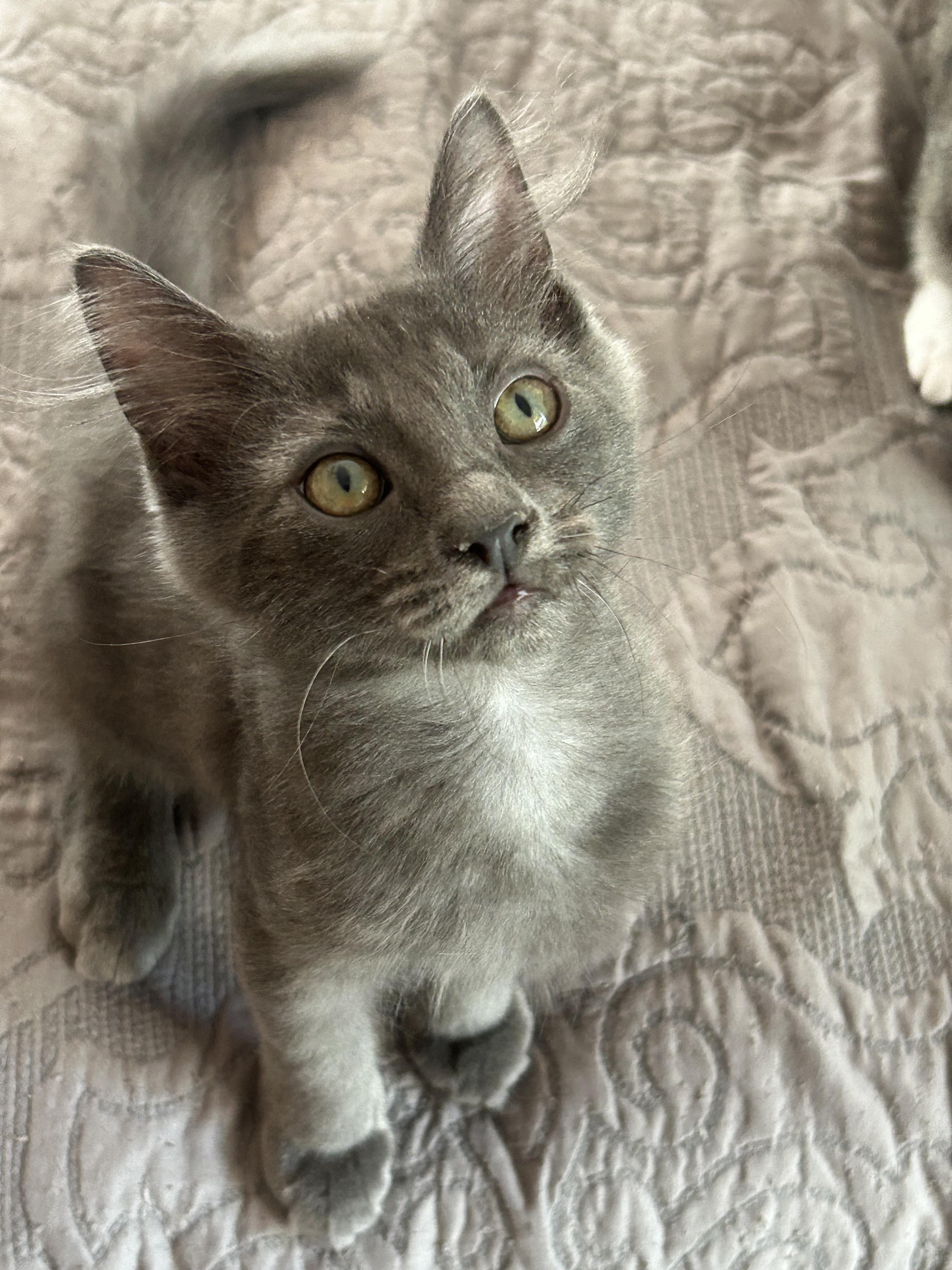 Enlarge Ted, a Adopted Domestic Medium Hair in Mount Pleasant, SC image 1/2