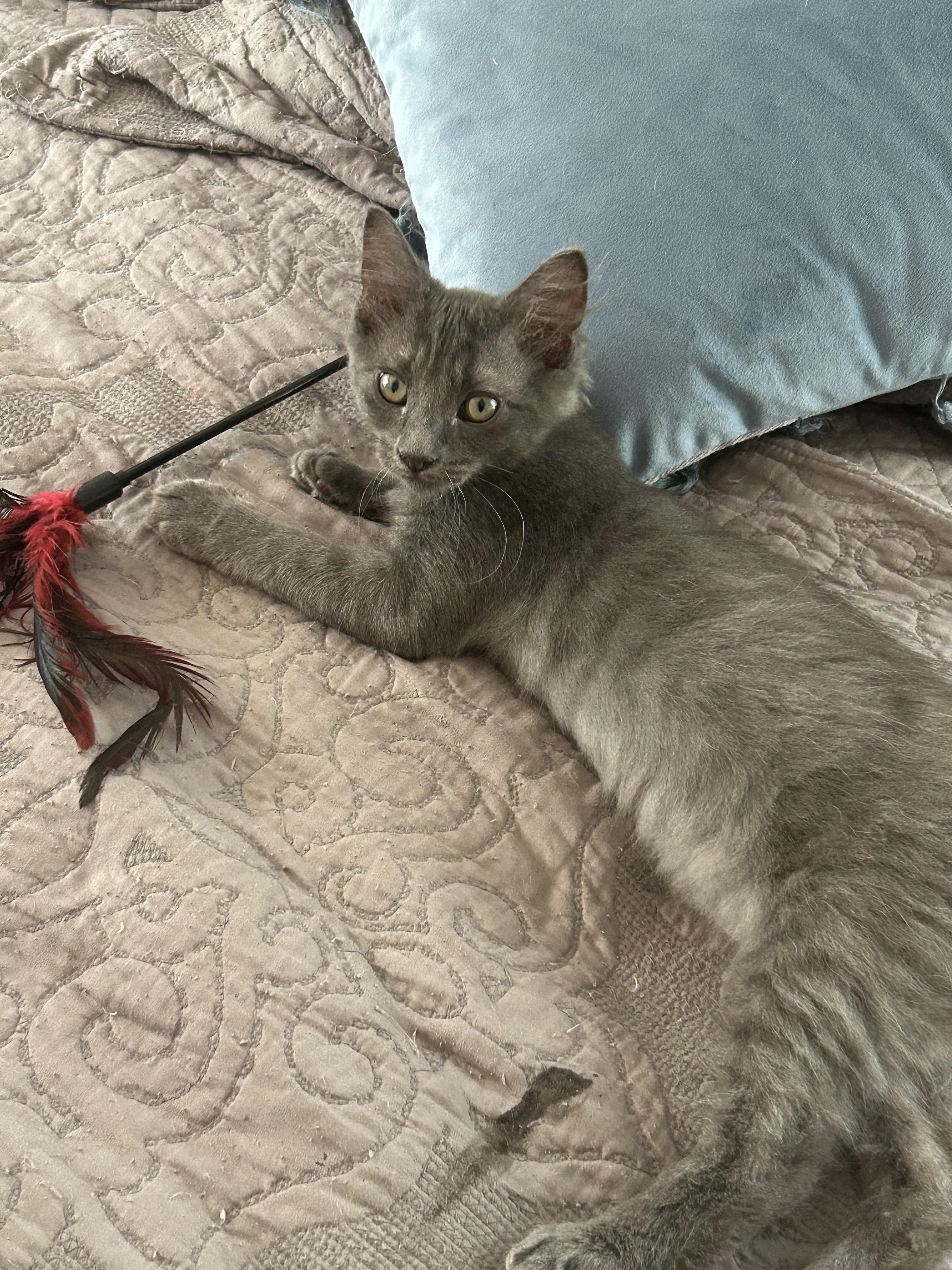 Enlarge Ted, a Adopted Domestic Medium Hair in Mount Pleasant, SC image 2/2