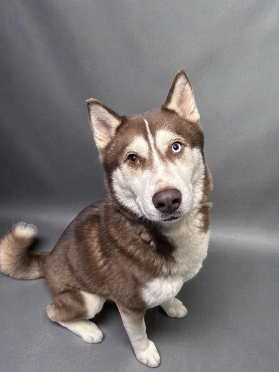 Enlarge SUEDE, a Adoptable Siberian Husky in Clinton Township, MI image 1/1