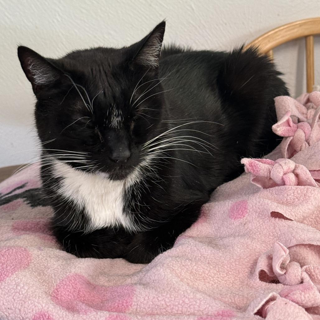 Thief, Adoptable, Senior Male Domestic Short Hair.