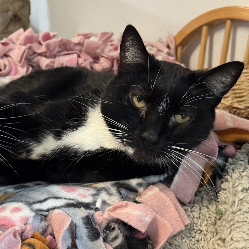 Enlarge Thief, a Adoptable Domestic Short Hair in Pittsburgh, PA image 2/4