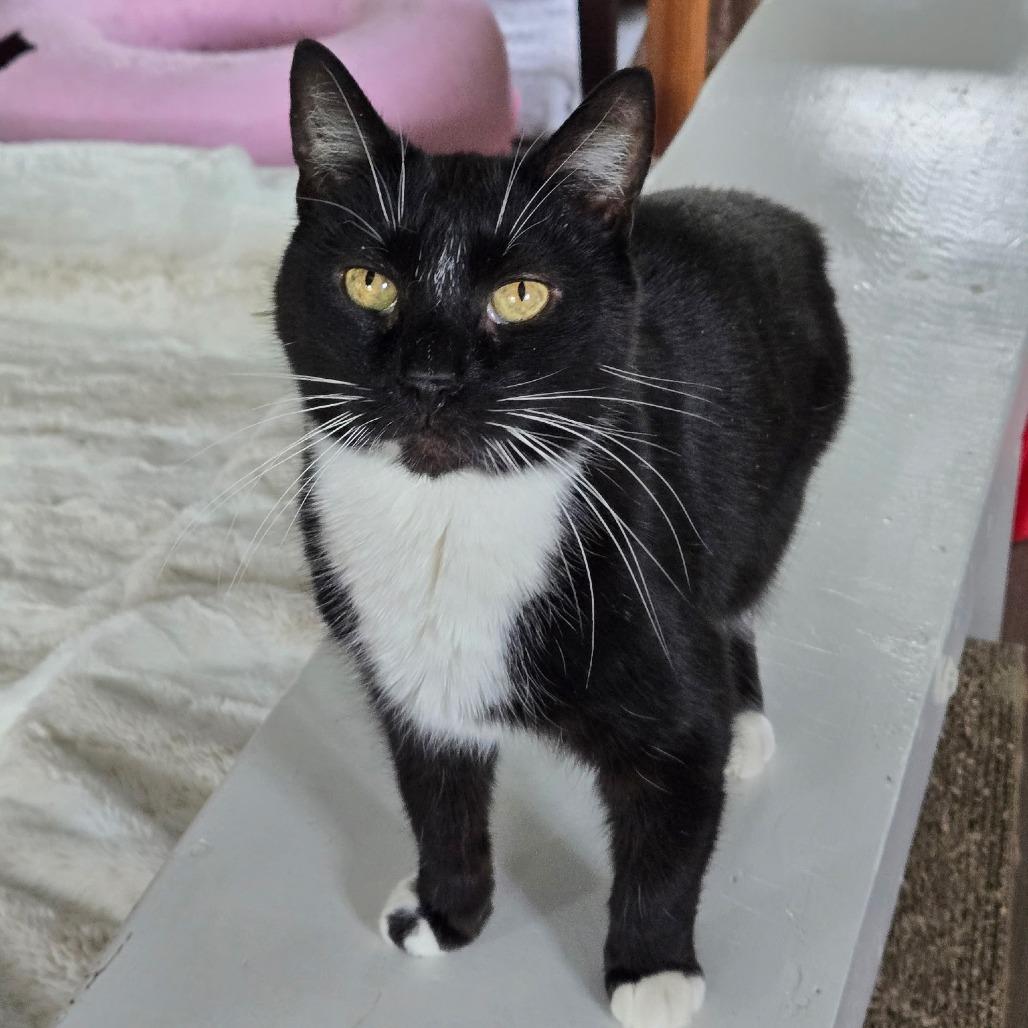 Enlarge Thief, a Adoptable Domestic Short Hair in Pittsburgh, PA image 3/4