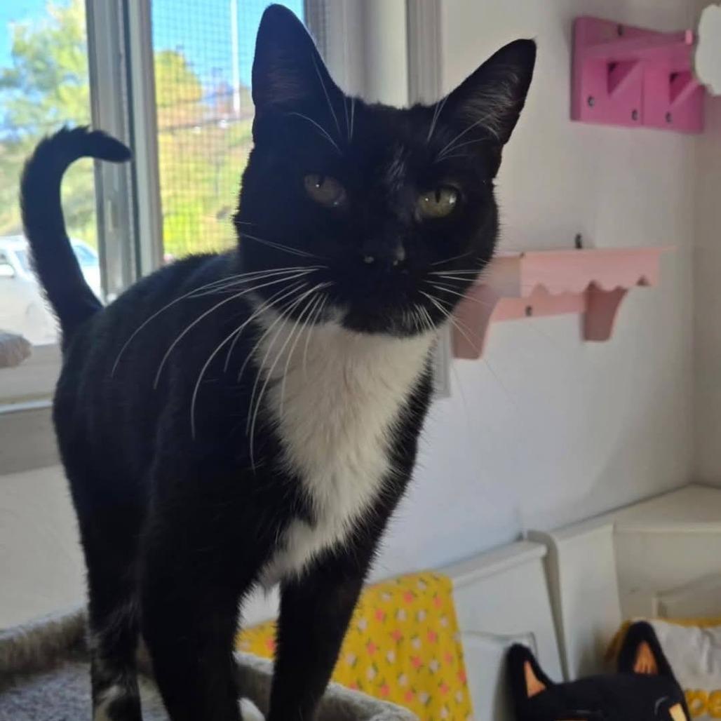 Enlarge Thief, a Adoptable Domestic Short Hair in Pittsburgh, PA image 4/4