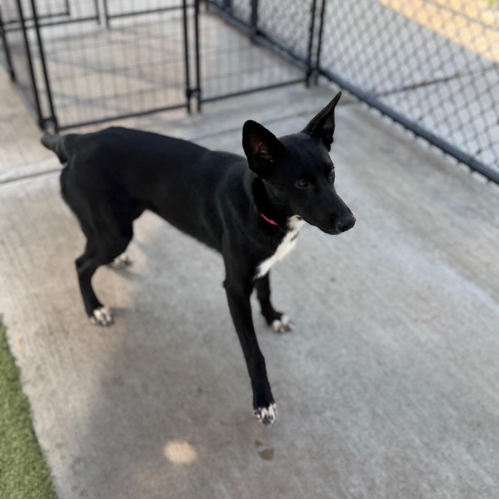 Onyx, Adoptable, Young Female Mixed Breed.