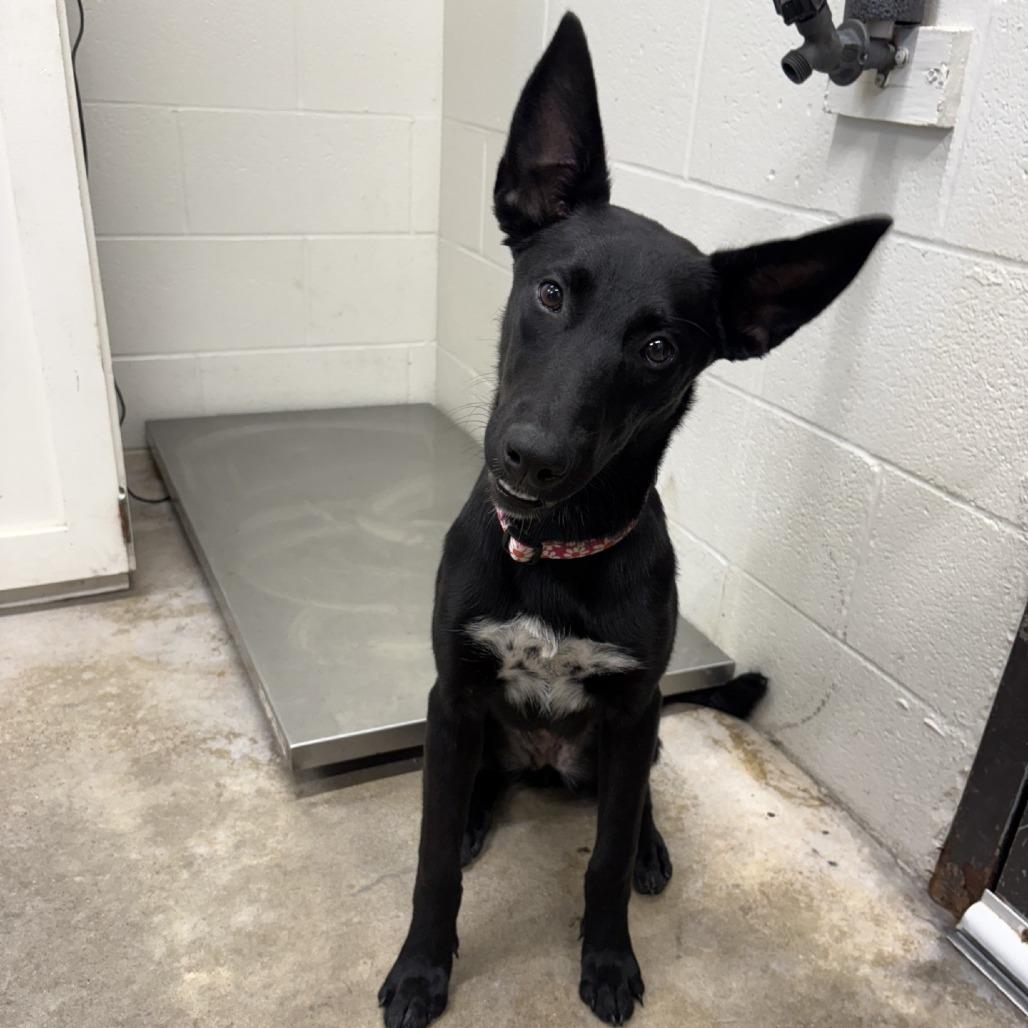 Onyx, Adoptable, Young Female Mixed Breed.