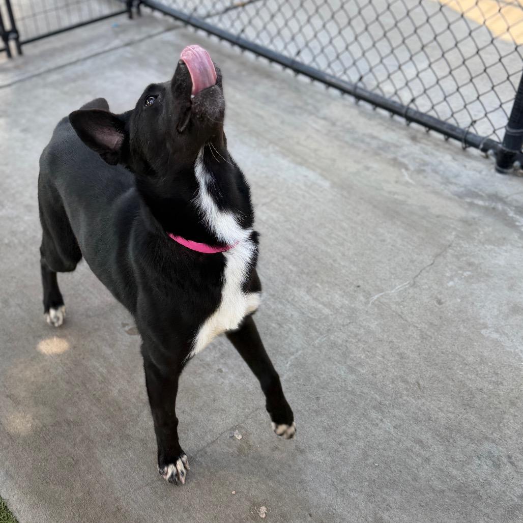 Onyx, a Adoptable Mixed Breed in Houston, TX image 2/6