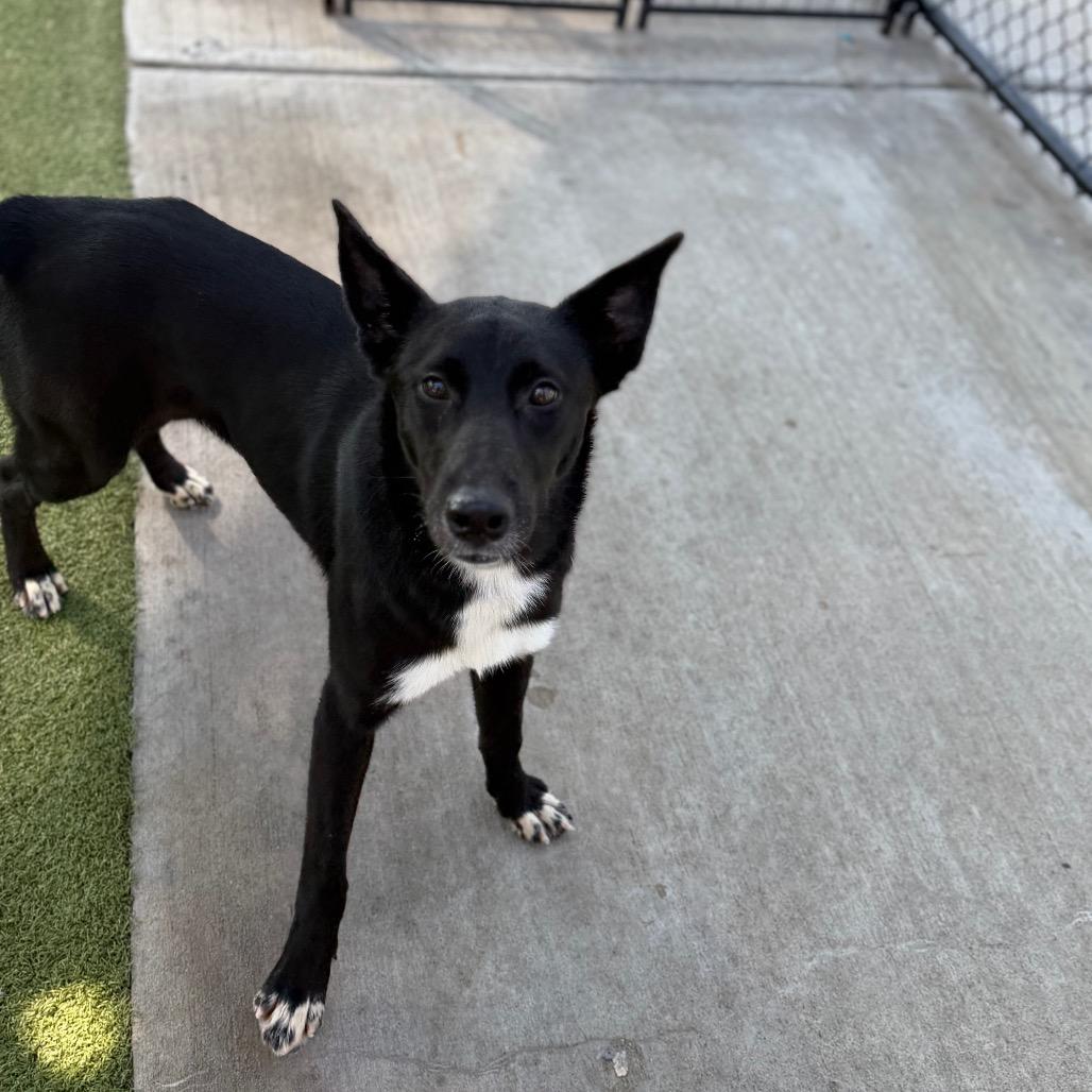 Onyx, a Adoptable Mixed Breed in Houston, TX image 3/6