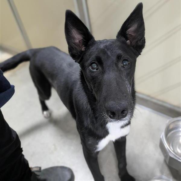 Onyx, Adoptable, Young Female Mixed Breed.