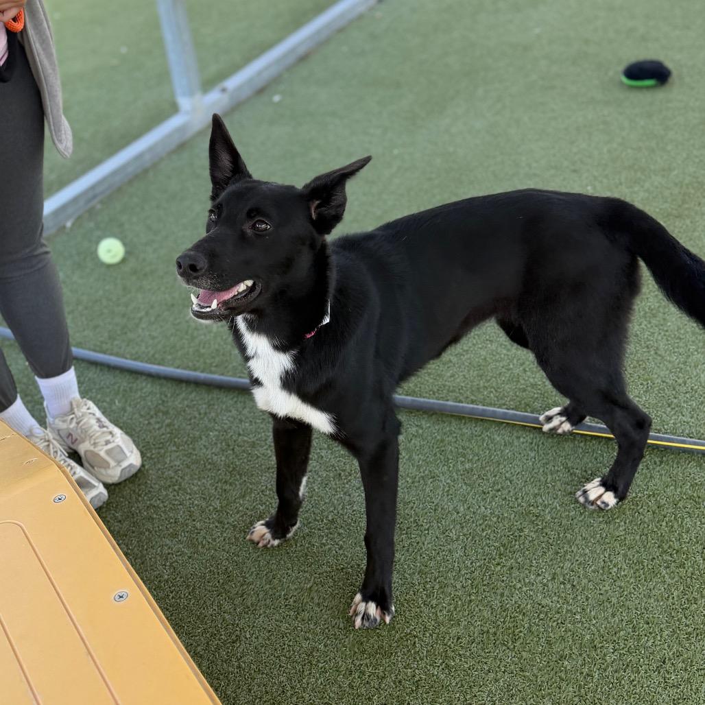 Onyx, a Adoptable Mixed Breed in Houston, TX image 5/6