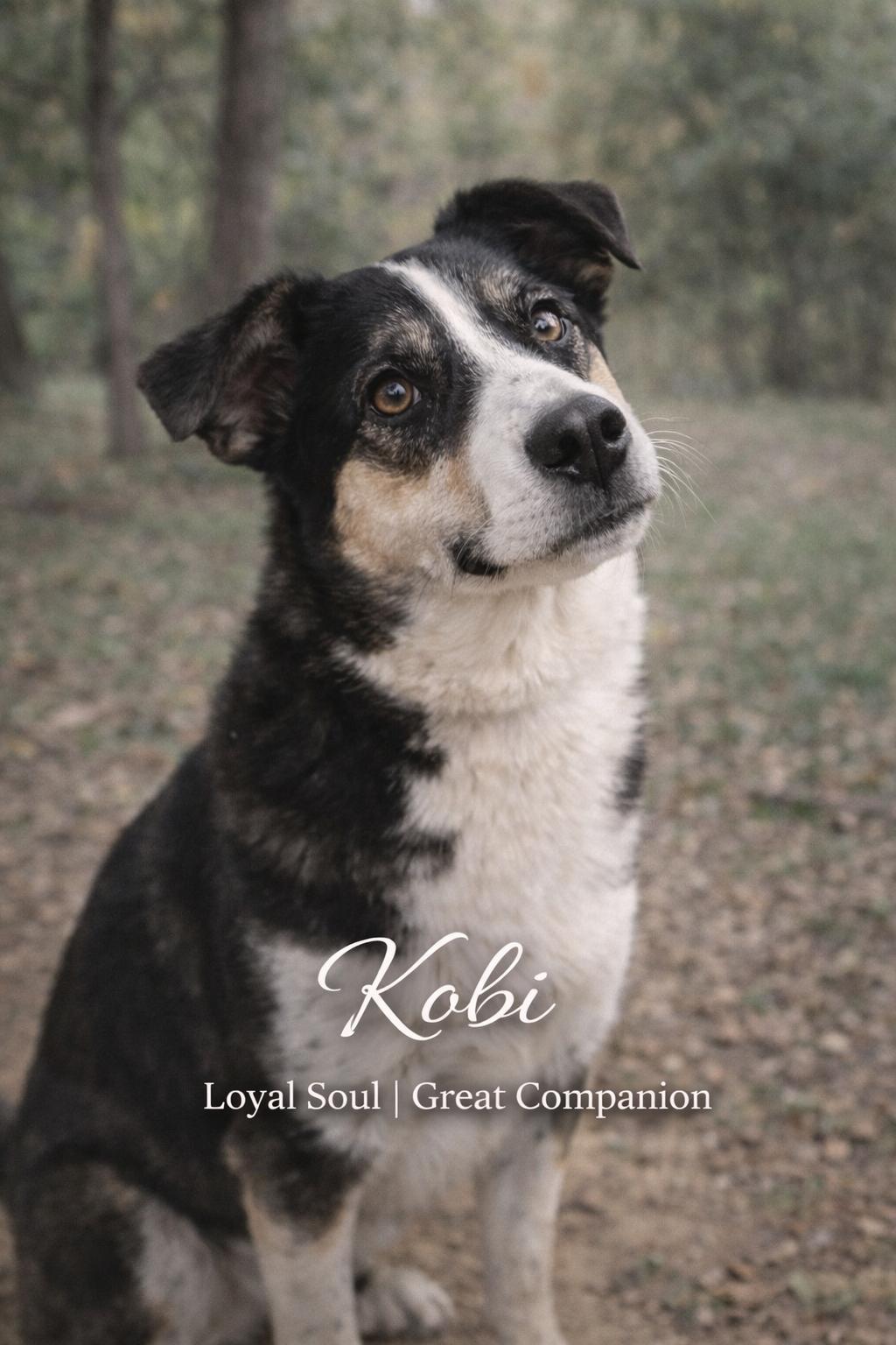 Enlarge Kobi, a ADOPTABLE mixed breed in Livingston, TX image 1/1