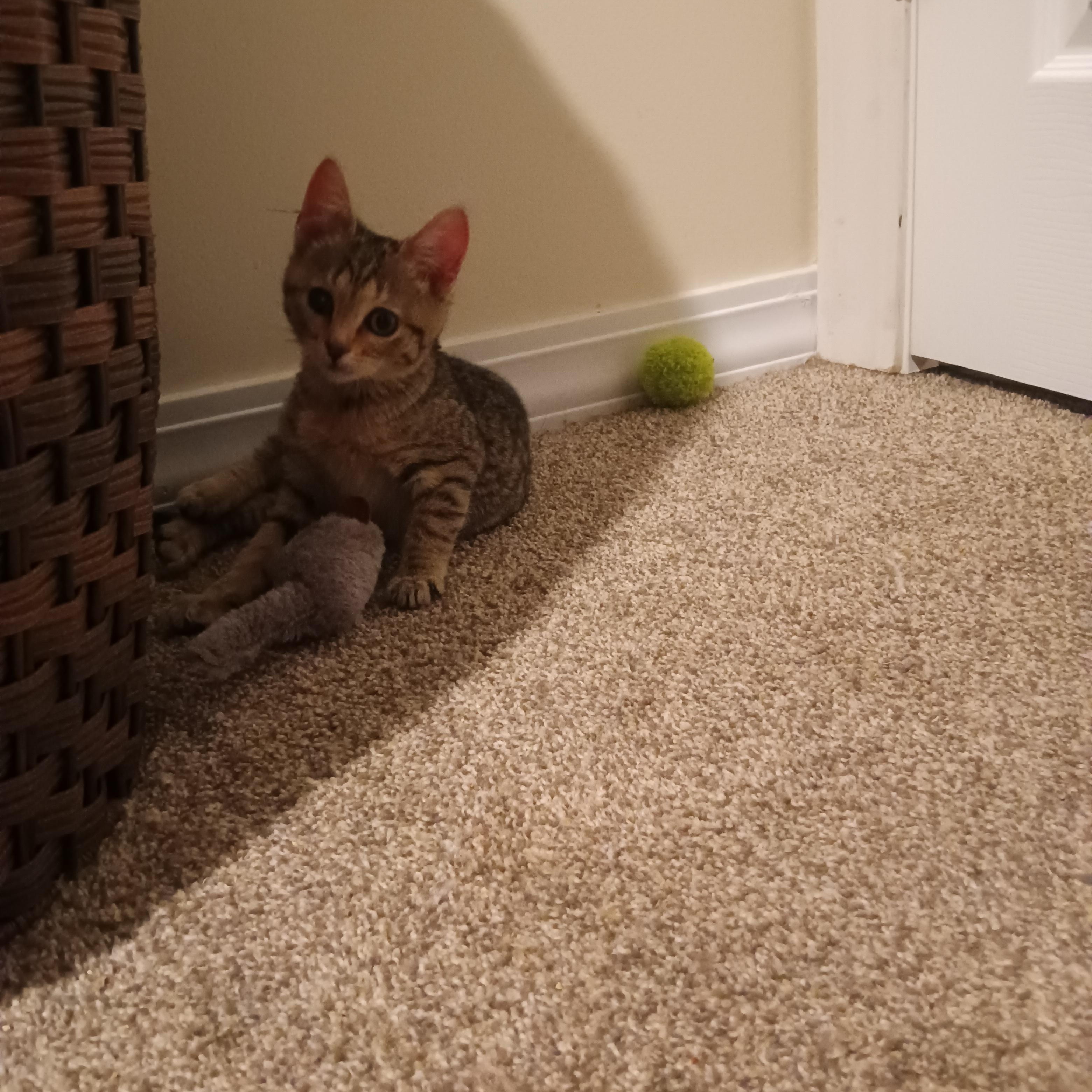 Enlarge Rio, an adoptable Domestic Short Hair in Greenwood, IN image 3/5