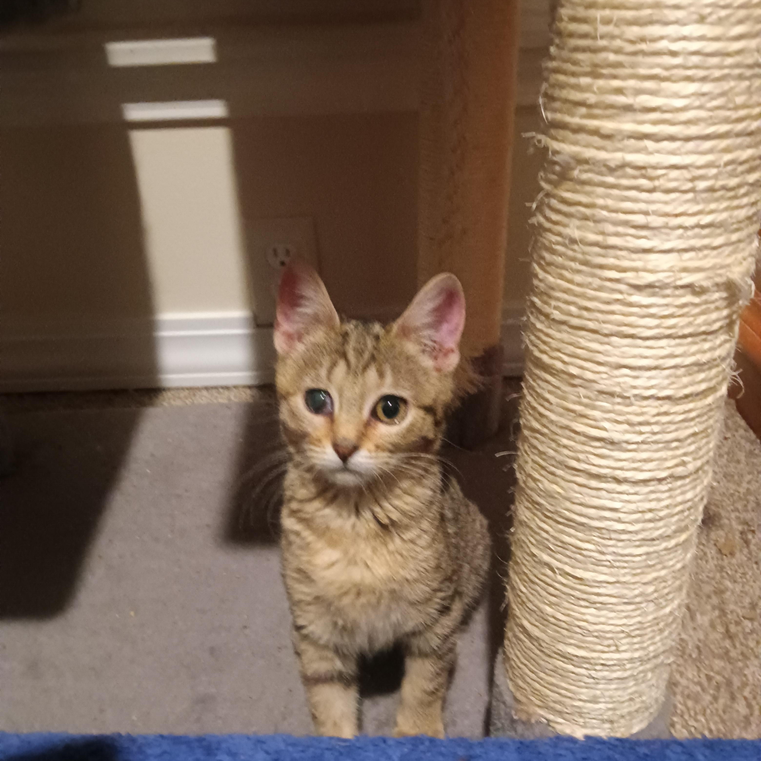 Enlarge Rio, an adoptable Domestic Short Hair in Greenwood, IN image 1/5