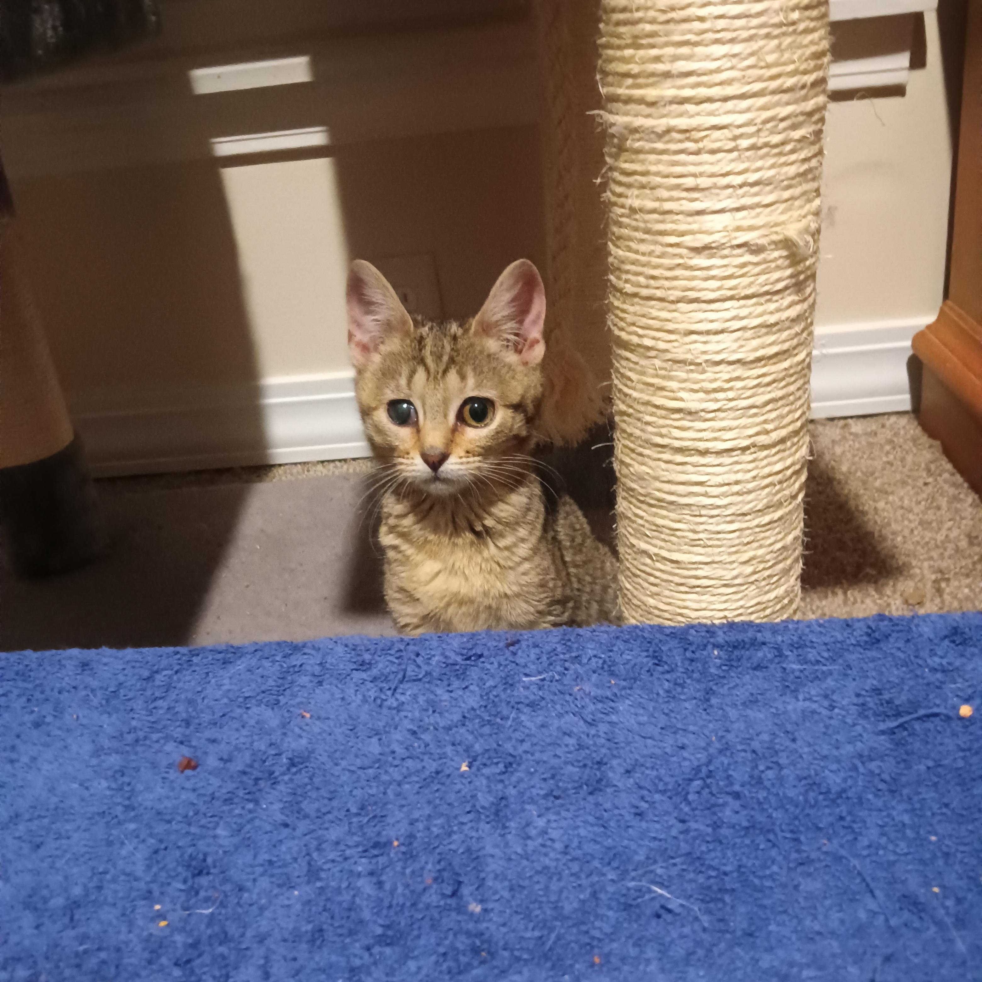 Enlarge Rio, an adoptable Domestic Short Hair in Greenwood, IN image 5/5