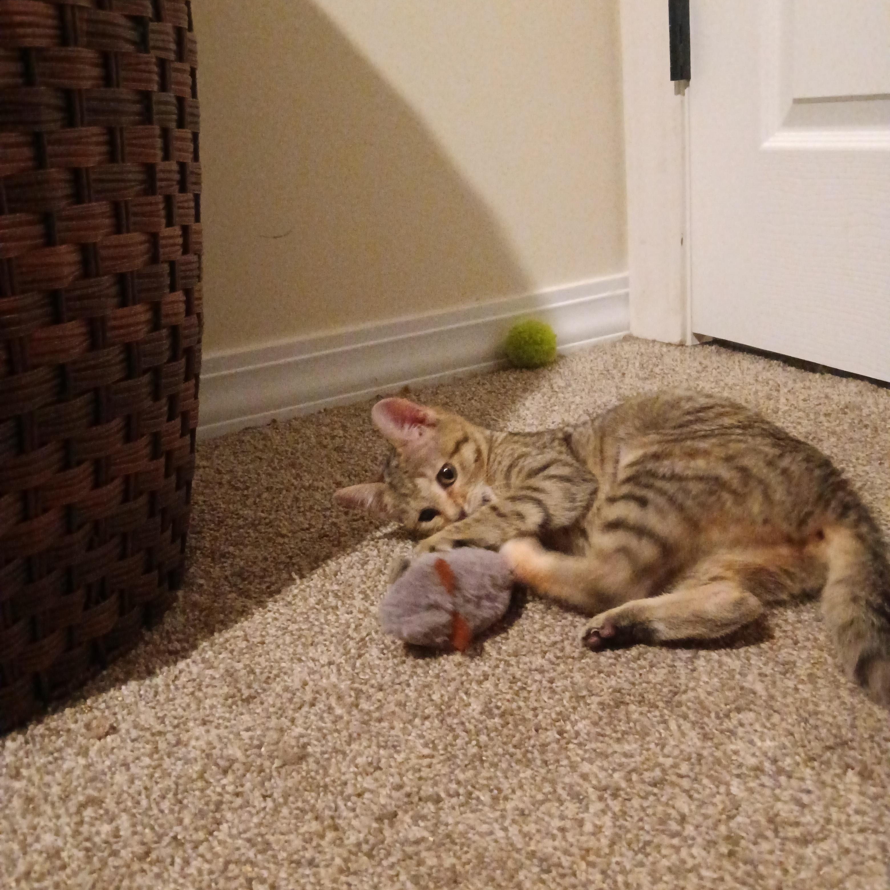 Enlarge Rio, an adoptable Domestic Short Hair in Greenwood, IN image 4/5