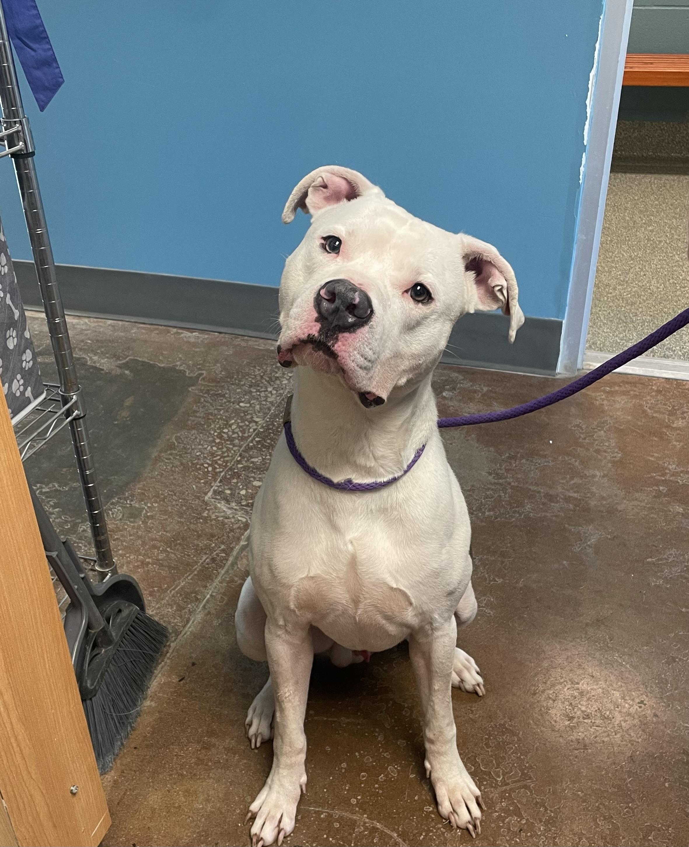 Enlarge Henry, a ADOPTABLE mixed breed in Gladstone, MO image 1/1