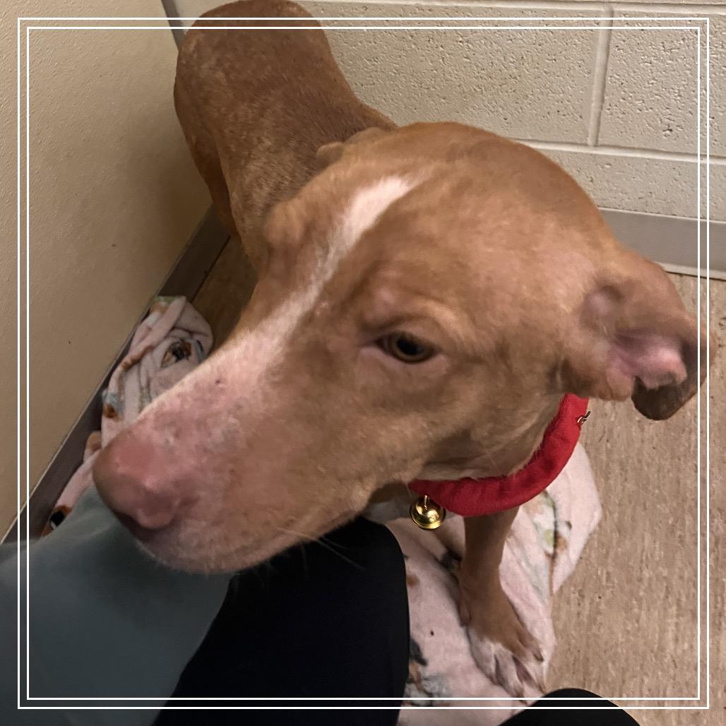 Nugget, Adoptable, Adult Male Mixed Breed.