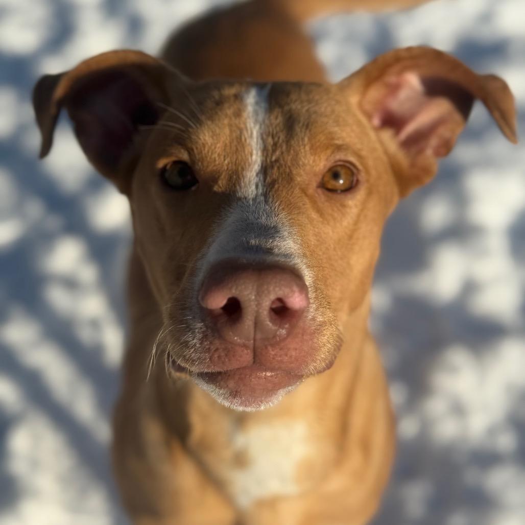 Nugget, a Adoptable Mixed Breed in Red House, WV image 2/3