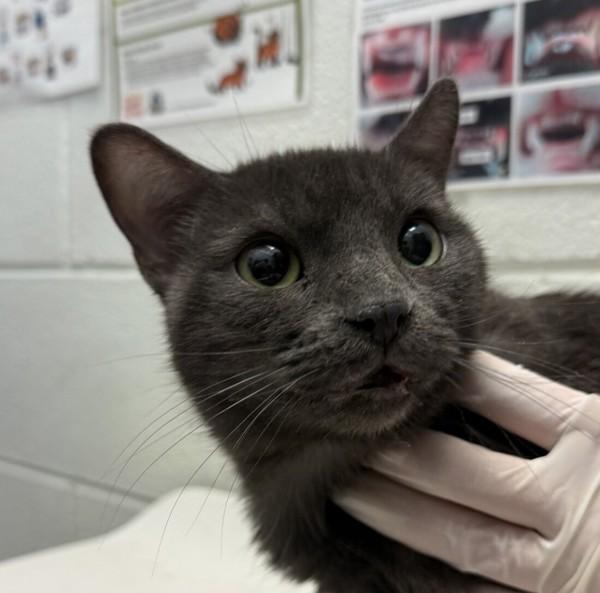 Silk, Adoptable, Adult Female Russian Blue.