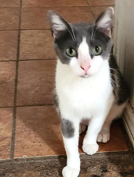 Peppa Pig GC*, an adoptable Domestic Medium Hair in Von Ormy, TX, 78073 | Photo Image 1