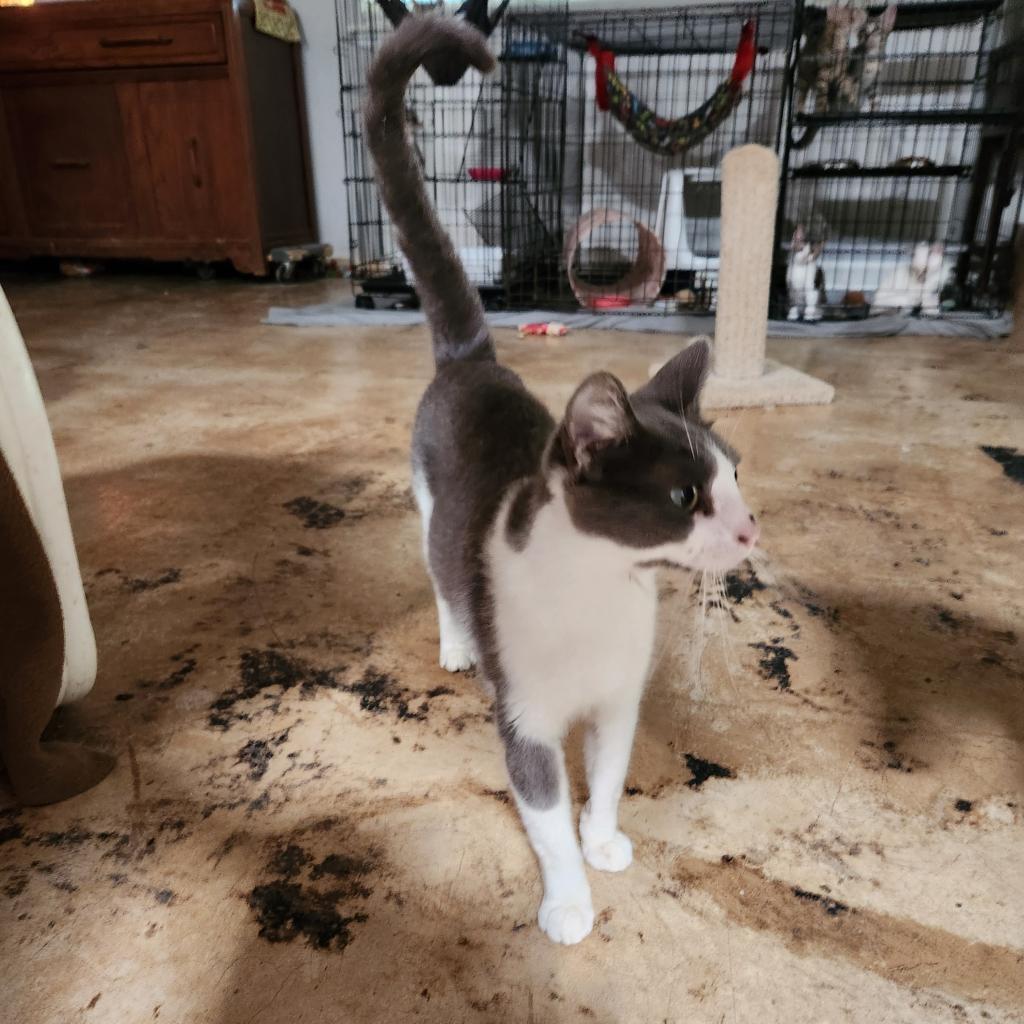 Peppa Pig GC*, an adoptable Domestic Medium Hair in Von Ormy, TX, 78073 | Photo Image 2