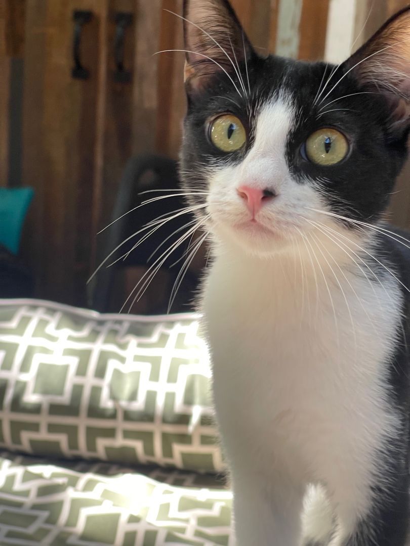 Squid, Adoptable, Adult Female Domestic Short Hair.