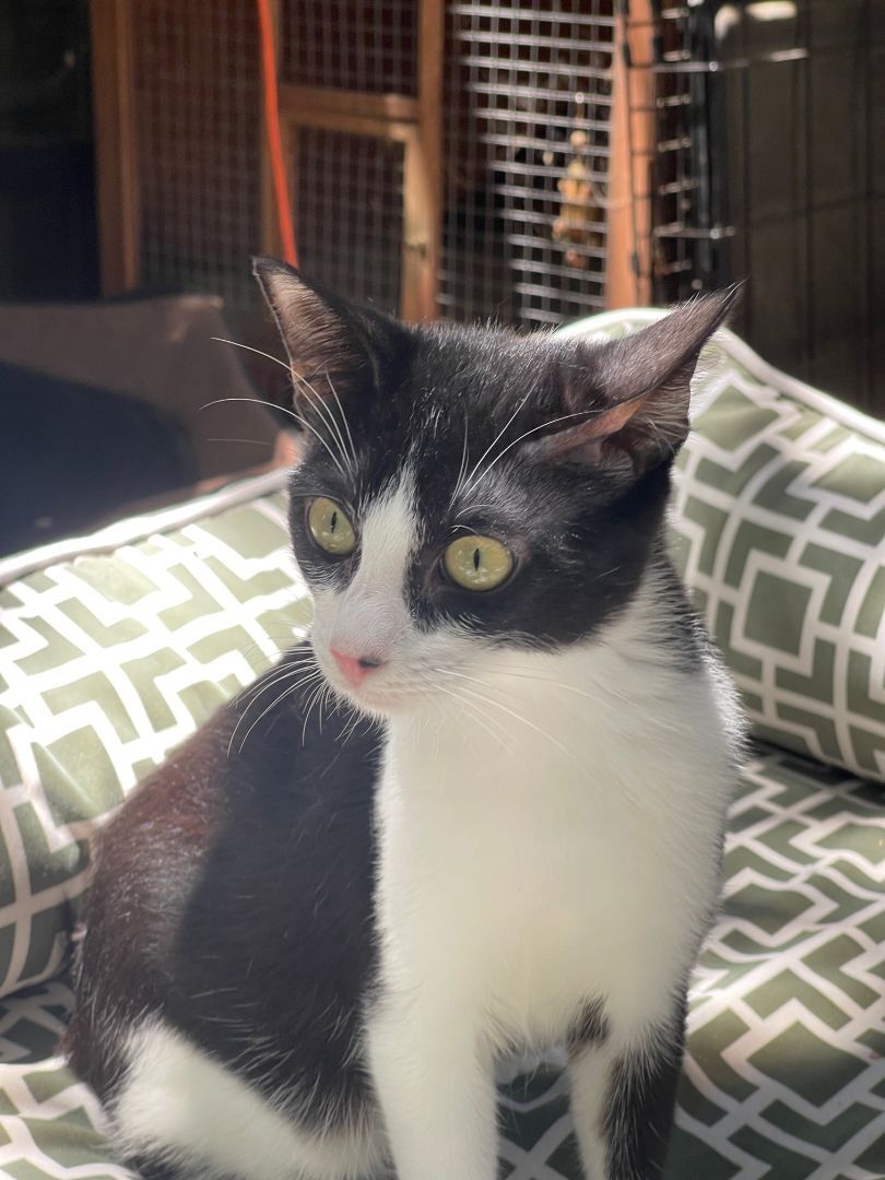 Squid, a Adoptable mixed breed in Los Angeles, CA image 2/4