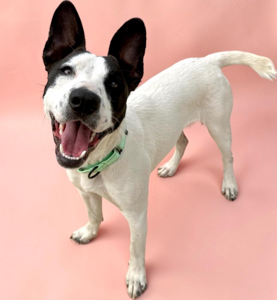 Shelly, Adoptable, Young Female Pointer & Mixed Breed.
