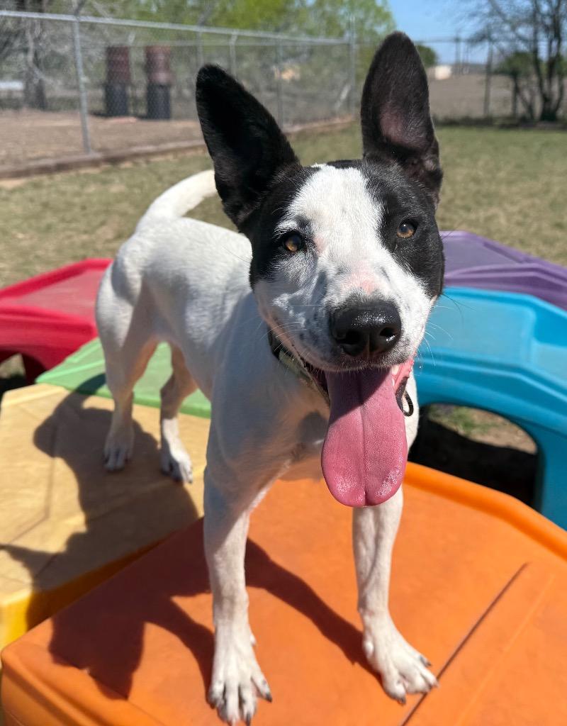 Shelly, Adoptable, Young Female Pointer & Mixed Breed.