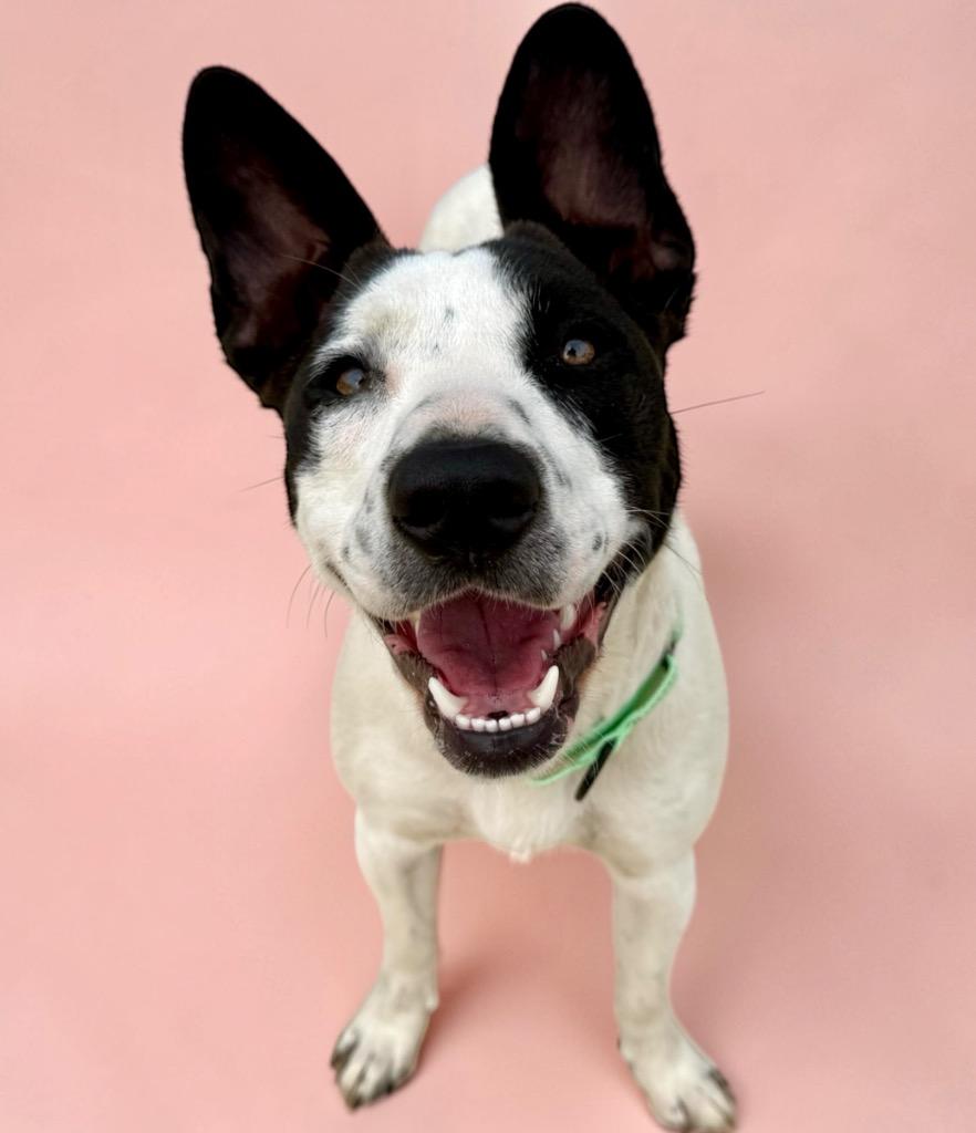 Enlarge Shelly, a Adoptable mixed breed in Luling, TX image 2/6