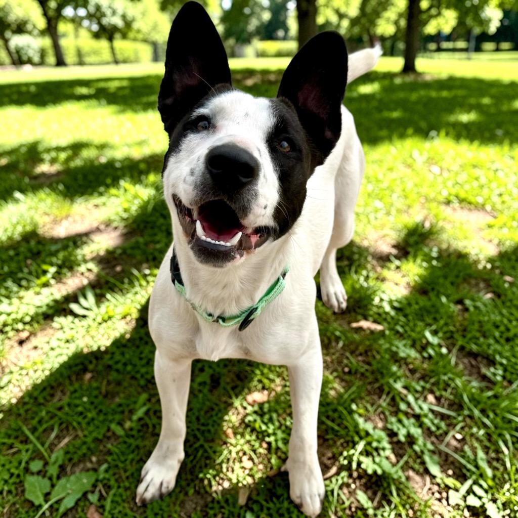 Enlarge Shelly, a Adoptable mixed breed in Luling, TX image 4/6
