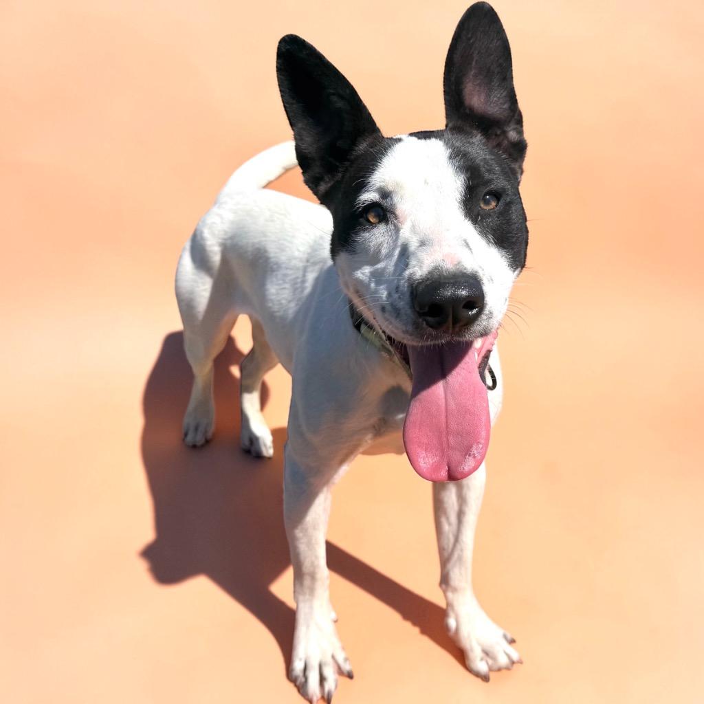 Enlarge Shelly, a Adoptable mixed breed in Luling, TX image 5/6