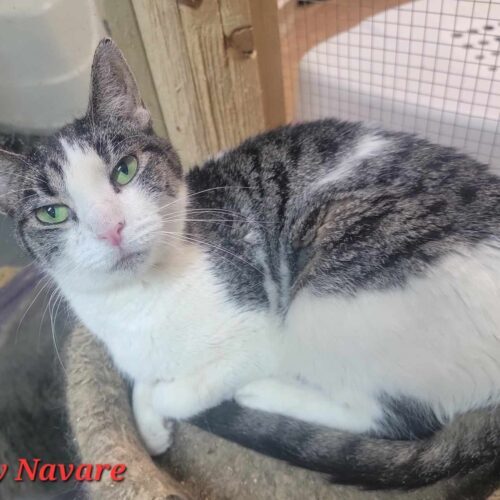 Lady — thumbnail 8