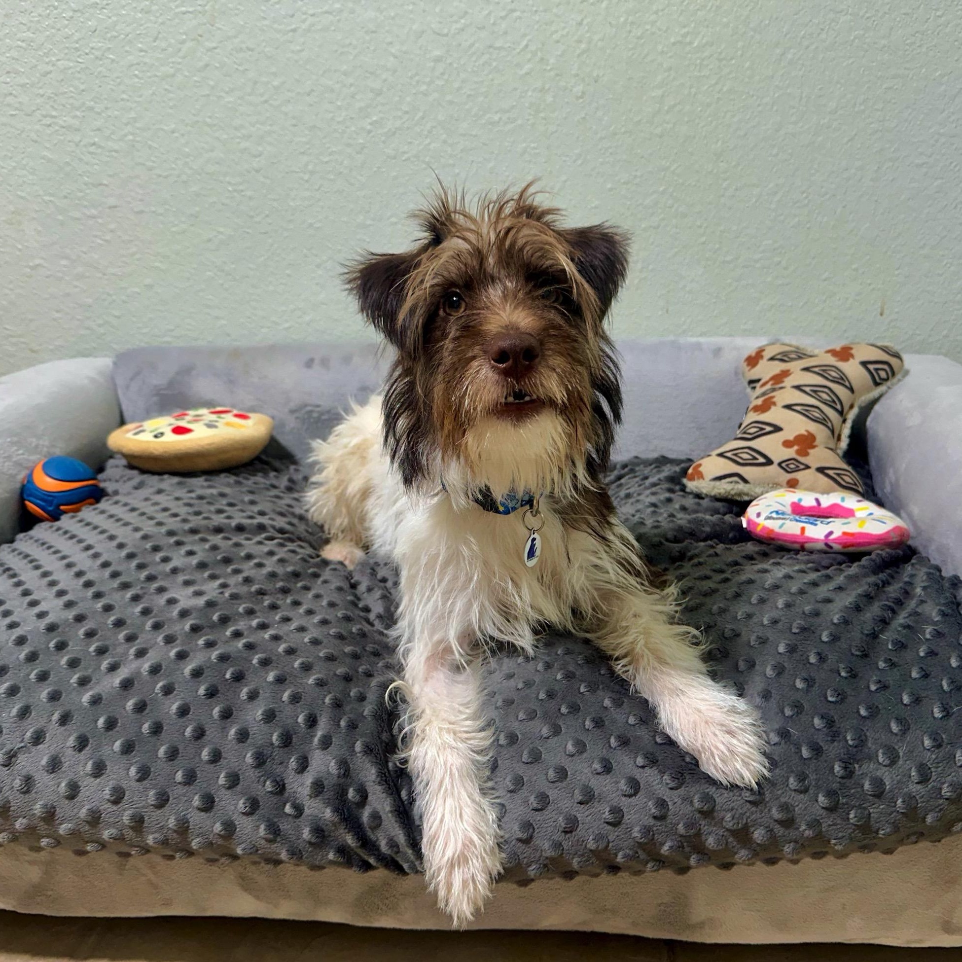 Archie, an adopted mixed breed in High Ridge, MO image 5/5