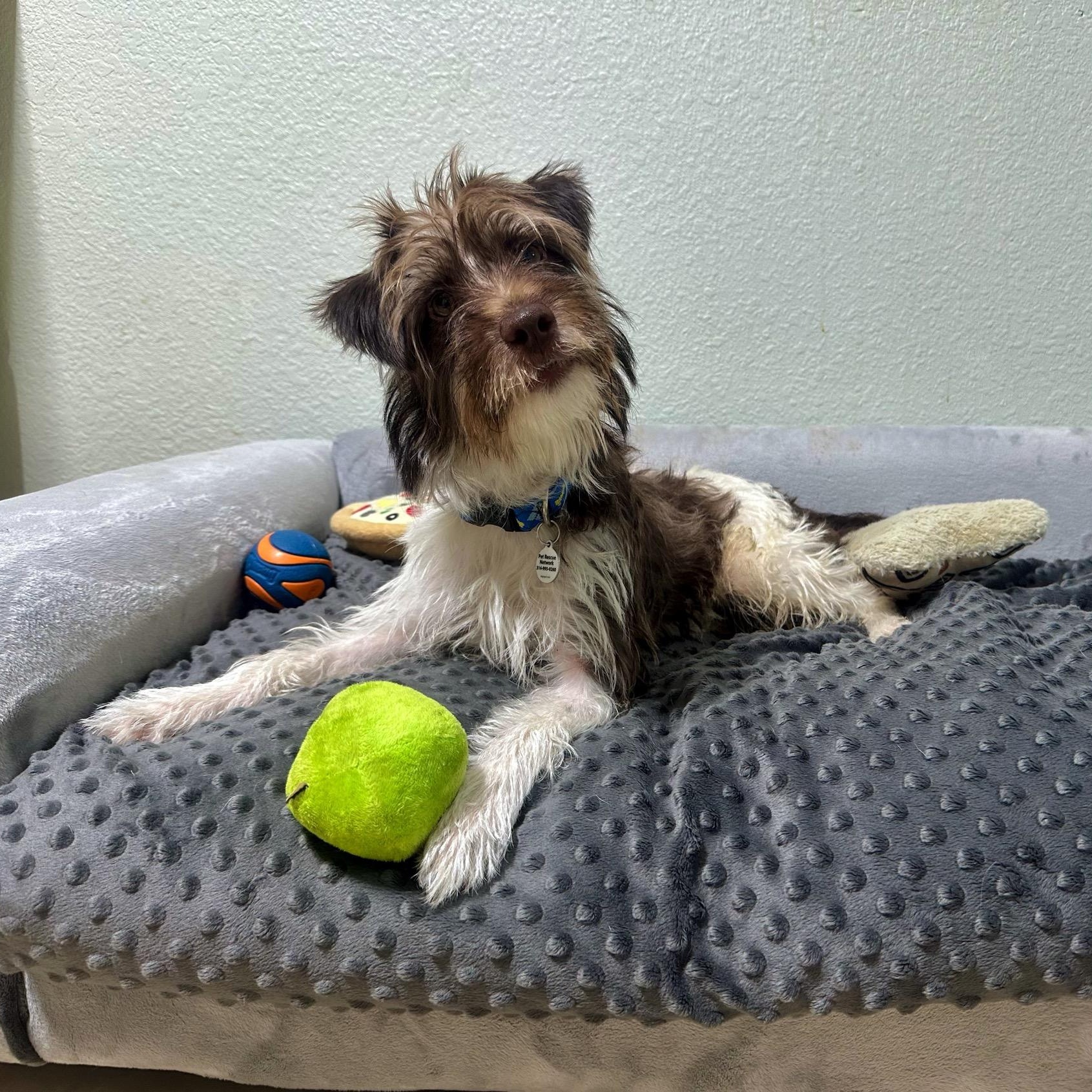 Archie, an adopted mixed breed in High Ridge, MO image 1/5