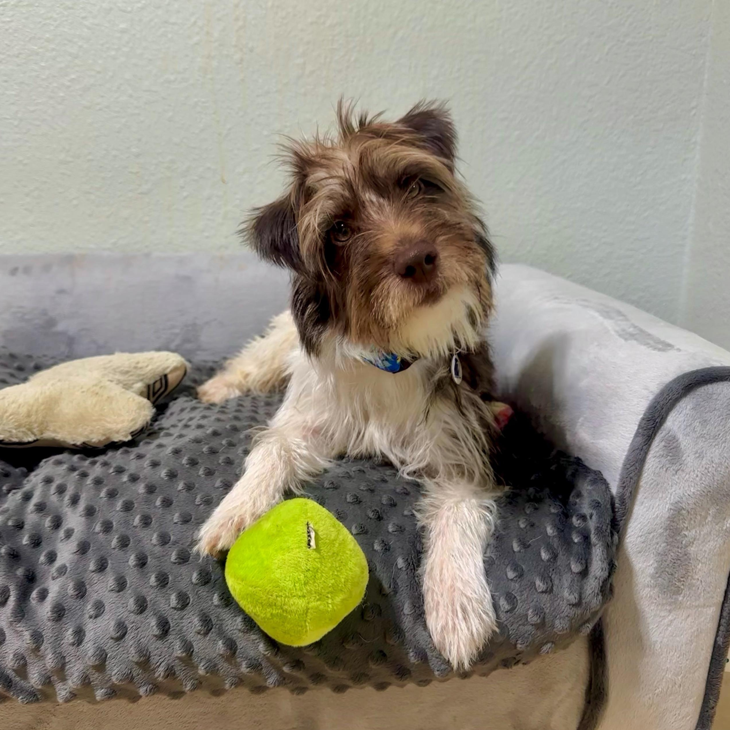 Archie, an adopted mixed breed in High Ridge, MO image 2/5