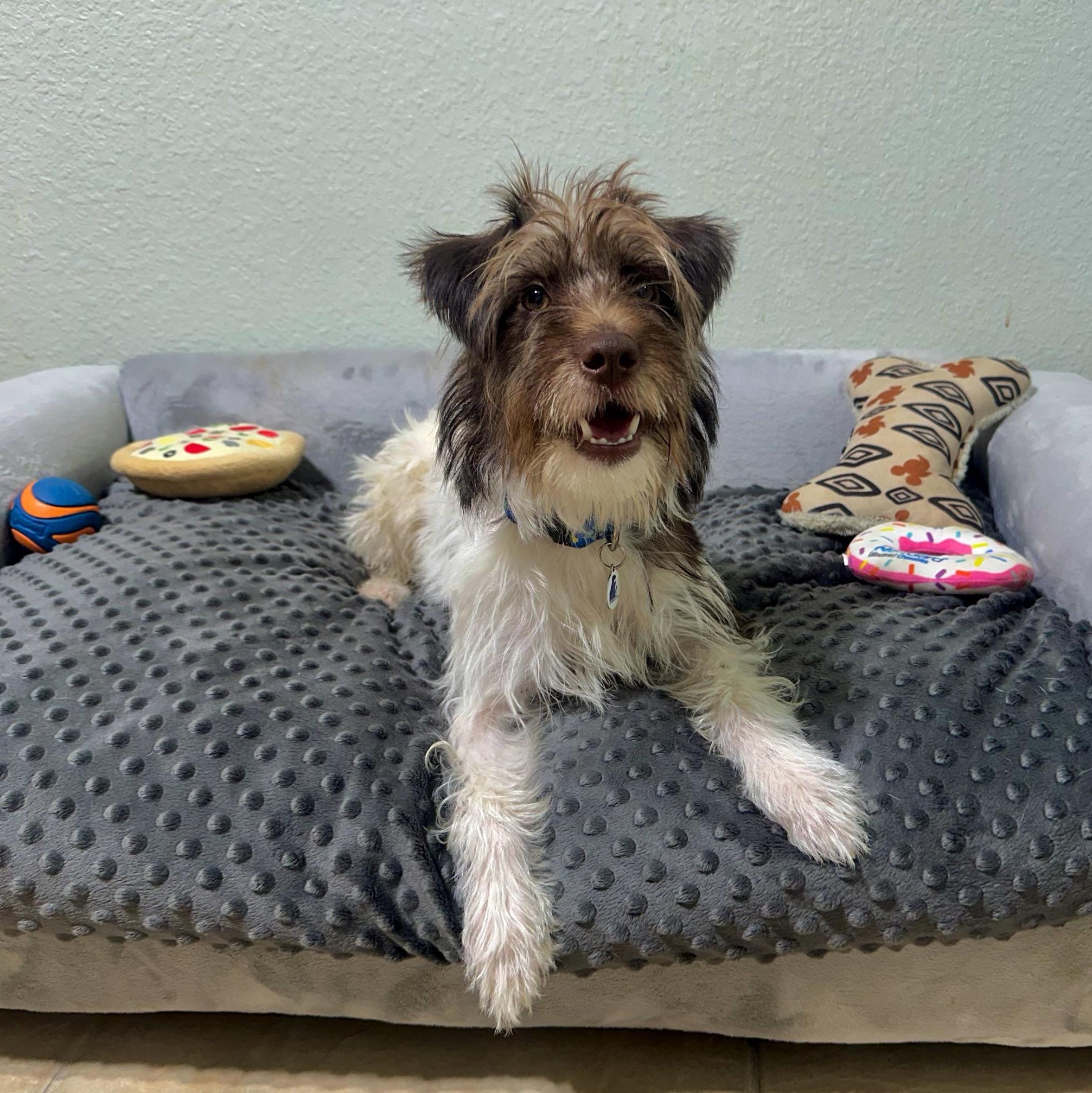 Archie, an adopted mixed breed in High Ridge, MO image 3/5