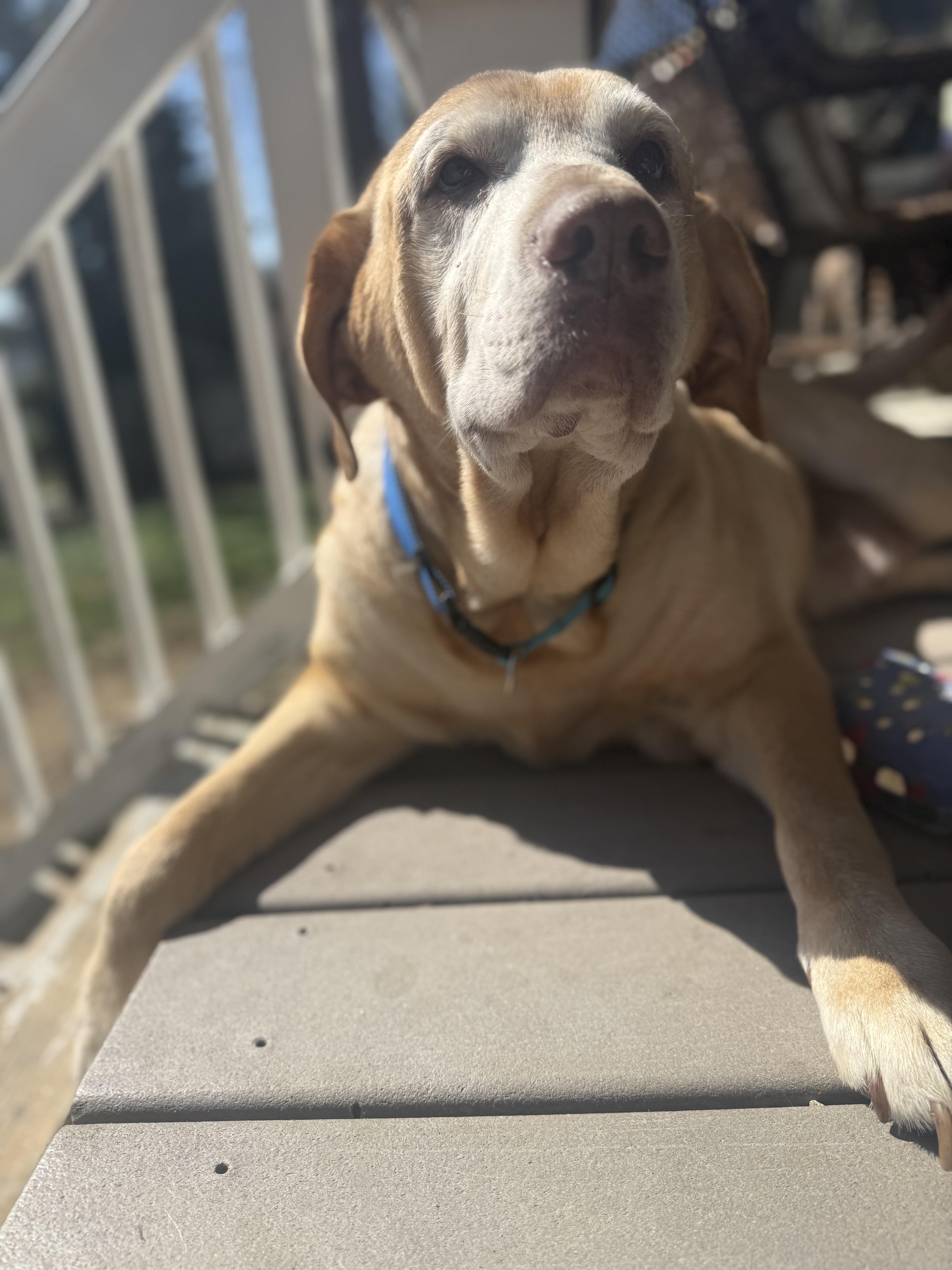 Enlarge Lucky, a ADOPTABLE Yellow Labrador Retriever in Halethorpe, MD image 3/5